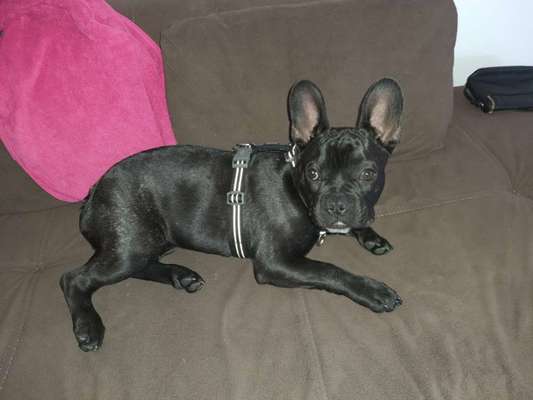 Zeigt her eure Frenchi-Beitrag-Bild