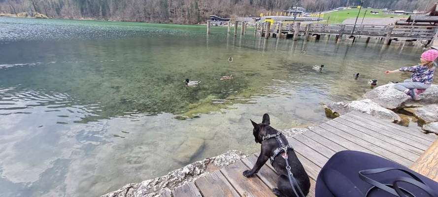 Dogorama-Monats-Challenge-Mai "Wasser"-Beitrag-Bild