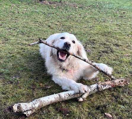 Wo sind die Golden Retriever Liebhaber?-Beitrag-Bild