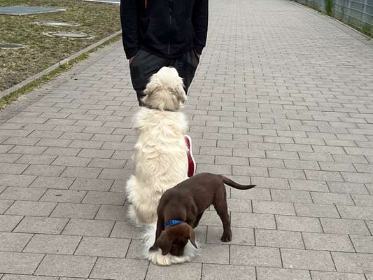 Wo sind die Golden Retriever Liebhaber?-Beitrag-Bild