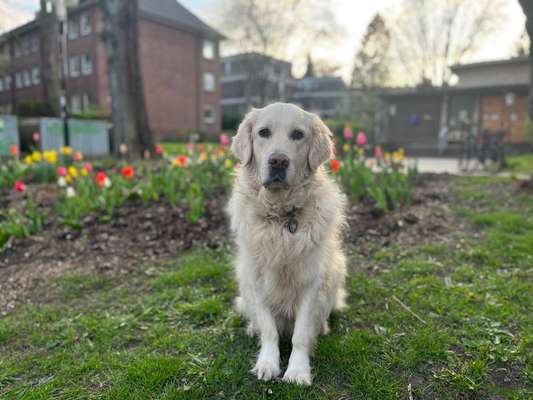 Wo sind die Golden Retriever Liebhaber?-Beitrag-Bild