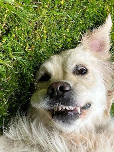 Dogorama Photo Challenge - Fail/Outtakes-Beitrag-Bild