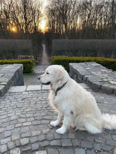Wo sind die Golden Retriever Liebhaber?-Beitrag-Bild