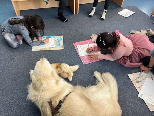 Wo sind die Golden Retriever Liebhaber?-Beitrag-Bild