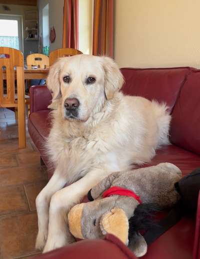 Wo sind die Golden Retriever Liebhaber?-Beitrag-Bild