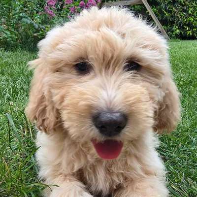 Hundetreffen-Welpentreffen Waldpark-Bild