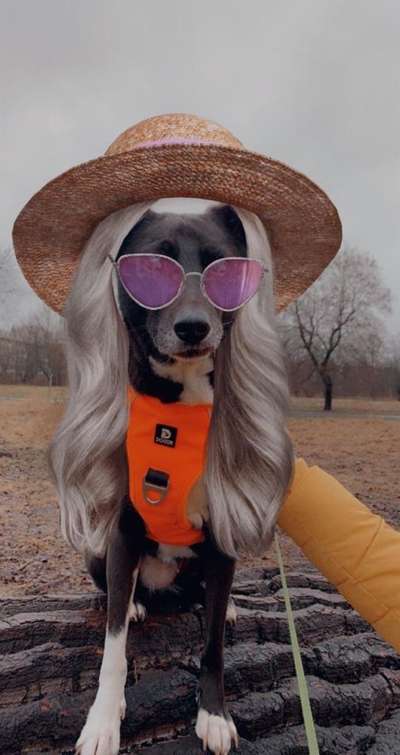 Bild wo euer Hund quatsch macht-Beitrag-Bild