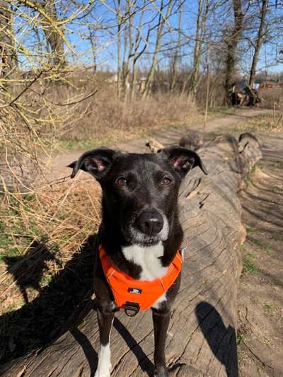 Dogorama Photo Challenge - Der Frühling kommt-Beitrag-Bild