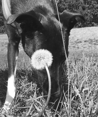 Fotochallange 63: "Dein blühendes Hündchen"-Beitrag-Bild