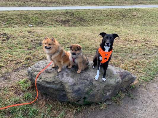 Dogorama Photo Challenge - Die besten Hundebuddys-Beitrag-Bild