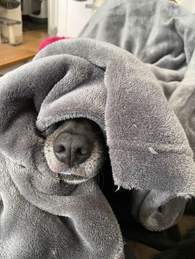 Dogorama Photo Challenge - Tarnung ist alles-Beitrag-Bild