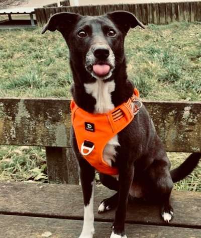 Tongue Out Tuesday-Beitrag-Bild