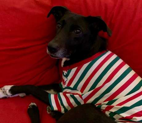 Dogorama Photo Challenge - Tre Chic!-Beitrag-Bild