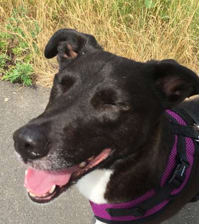 Dogorama Photo Challenge - Hundeblick zum hinschmelzen-Beitrag-Bild