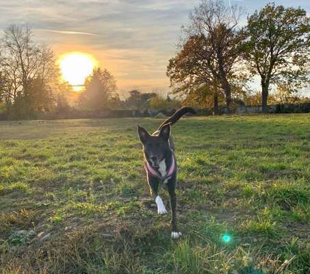 Fotochallenge 66 ~ Rennaction -Zeig deinen Hund im Lauf-Beitrag-Bild