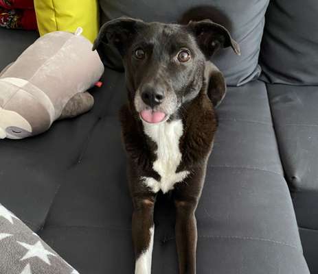 Fotochallenge Nr. 59 - Mein Hund zeigt die Zunge-Beitrag-Bild