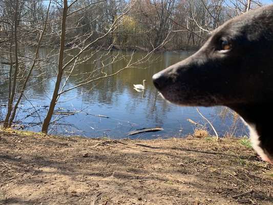 Wald Bild-Beitrag-Bild
