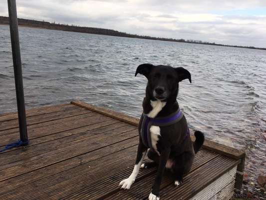 Dogorama Photo Challenge - Regenwetter-Beitrag-Bild