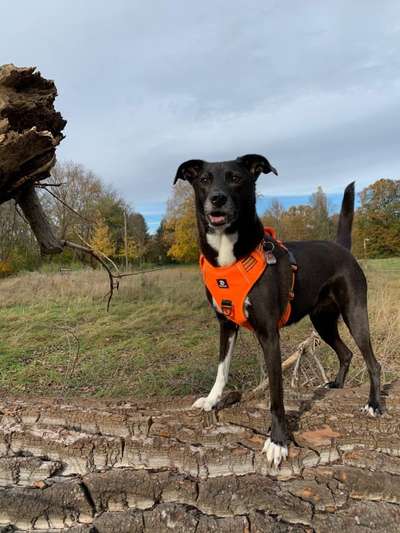 eure Spitznamen für die Vierbeiner-Beitrag-Bild