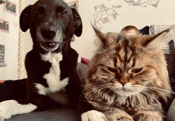 98.Fotochallange  - Hunde zeigen Zuneigung-Beitrag-Bild