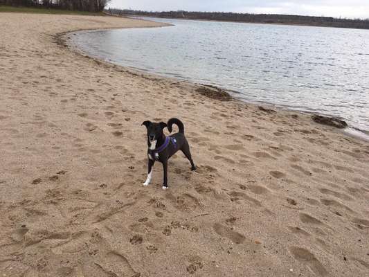 Dogorama Photo Challenge - Tierischer Urlaub-Beitrag-Bild