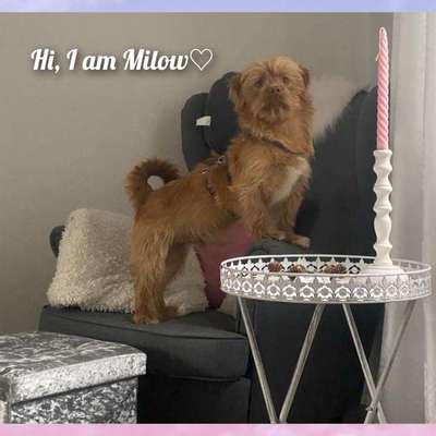 TierschutzhundeStammtisch🐕-Beitrag-Bild