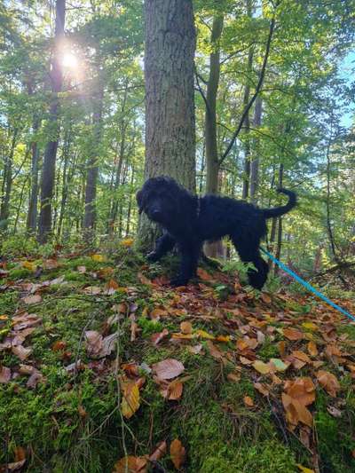 Hundetreffen-Welpen/Junghunde Ribnitz-Bild