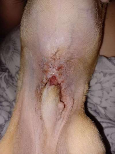 Penisvorfall/Penisprolaps Rüde kastriert-Beitrag-Bild