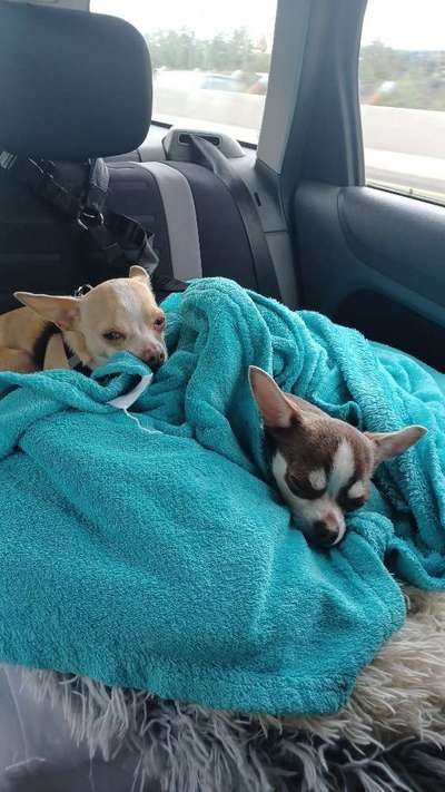 Penisvorfall/Penisprolaps Rüde kastriert-Beitrag-Bild