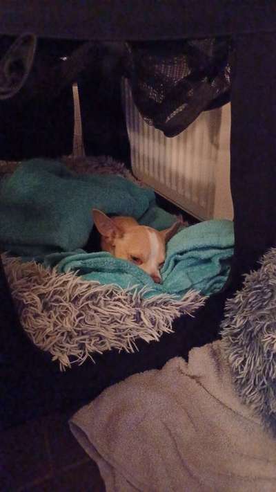 Penisvorfall/Penisprolaps Rüde kastriert-Beitrag-Bild