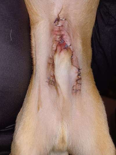 Penisvorfall/Penisprolaps Rüde kastriert-Beitrag-Bild