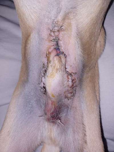 Penisvorfall/Penisprolaps Rüde kastriert-Beitrag-Bild