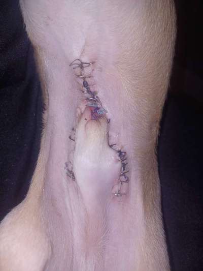 Penisvorfall/Penisprolaps Rüde kastriert-Beitrag-Bild