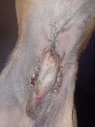 Penisvorfall/Penisprolaps Rüde kastriert-Beitrag-Bild