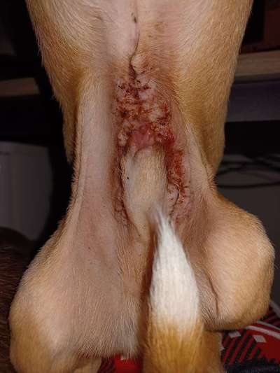 Penisvorfall/Penisprolaps Rüde kastriert-Beitrag-Bild