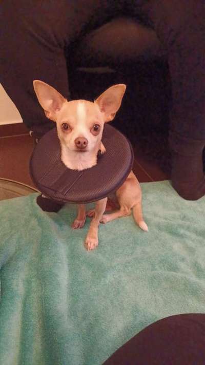 Penisvorfall/Penisprolaps Rüde kastriert-Beitrag-Bild