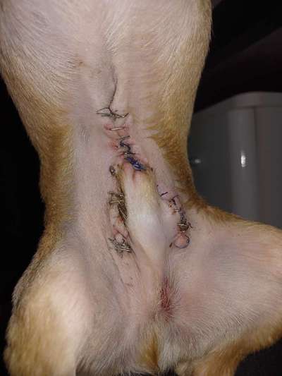 Penisvorfall/Penisprolaps Rüde kastriert-Beitrag-Bild