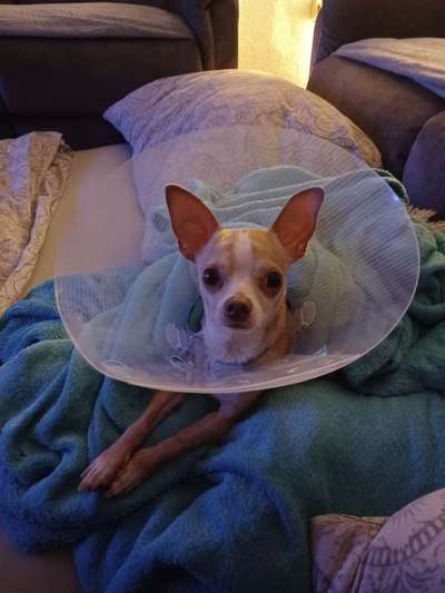 Penisvorfall/Penisprolaps Rüde kastriert-Beitrag-Bild