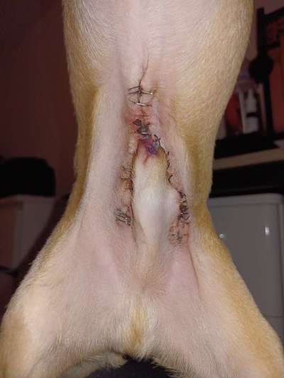 Penisvorfall/Penisprolaps Rüde kastriert-Beitrag-Bild