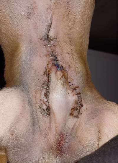 Penisvorfall/Penisprolaps Rüde kastriert-Beitrag-Bild