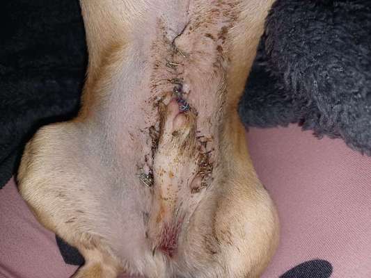 Penisvorfall/Penisprolaps Rüde kastriert-Beitrag-Bild