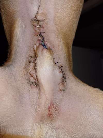 Penisvorfall/Penisprolaps Rüde kastriert-Beitrag-Bild