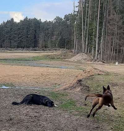 Hundetreffen-Hundetreff Rollhofen Wolfshöhe-Bild