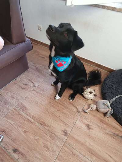 Gibt's hier noch mehr Border Collies???-Beitrag-Bild