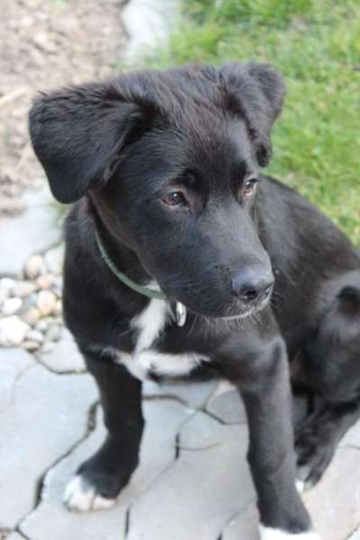 Labradorfans-Beitrag-Bild