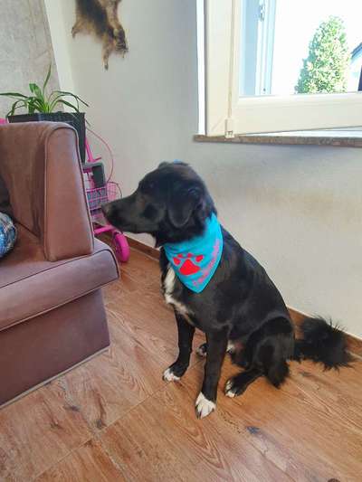 Zeigt mal eure border Collies :)-Beitrag-Bild