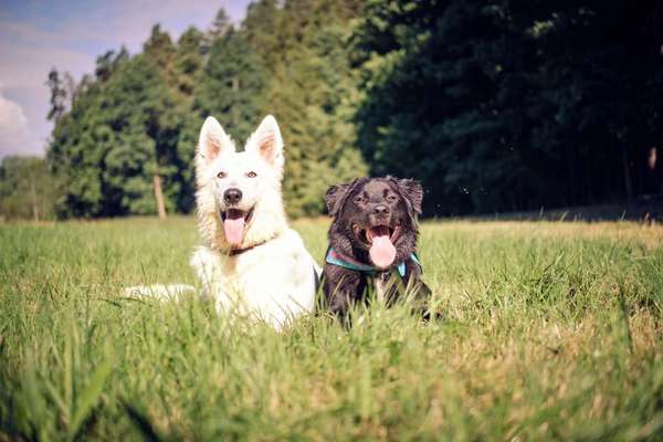 Bester Freund, Hundekumpel - zeigt her!-Beitrag-Bild