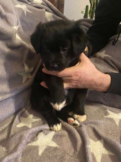 Welpen Bilder !-Beitrag-Bild