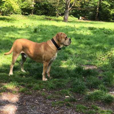 Hundetreffen-Spielerunde