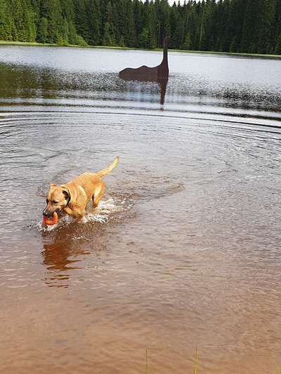 Hundetreffen-Spielen und Spazieren-Bild